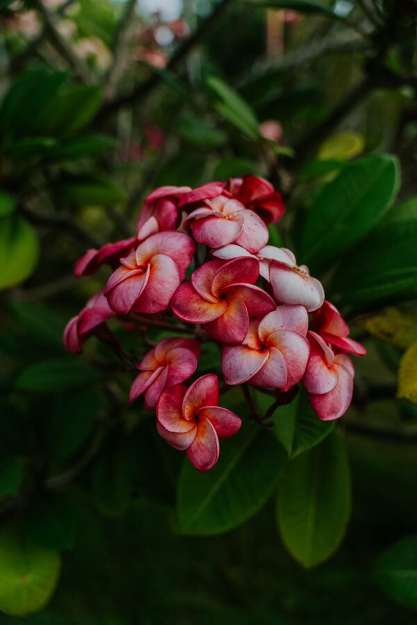 Plumeria Czerwona