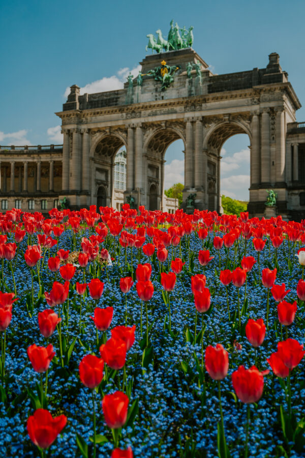 Tulipany przed budynkiem